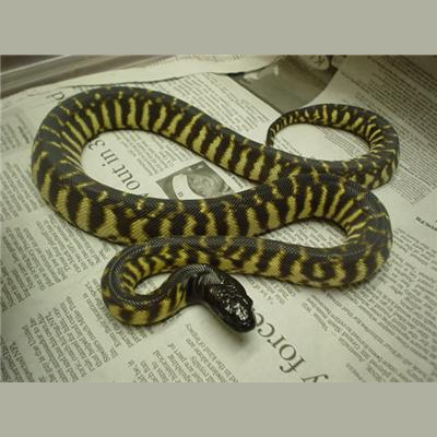 Morelia Pythons Radio