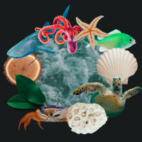 Dr. Chrissy Hernandez: There are plenty of otoliths in the sea