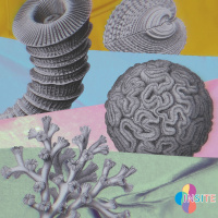 Dr. Virginia Weis: Panic! At The Coral Reef