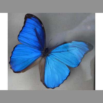 Official Sandra London Radio Network