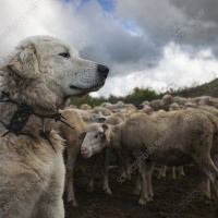 Great Pyranees - Prod. by Homage