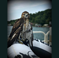 Rock Out with Your Hawk Out with Joe Sib - Episode #631