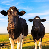 Cutting agricultural emissions