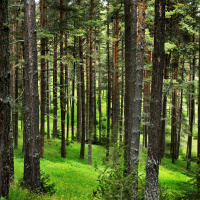 Urgent action needed to deliver change in the forestry sector