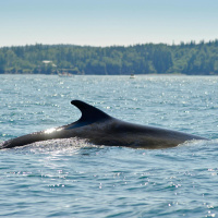 Why whales have deserted Ireland’s seas in their droves
