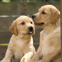 The dangers of buying dogs from puppy farms