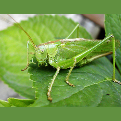 Clutterbug Podcast - Organize, Clean And Transform Your Home