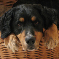 More Tongue twisters