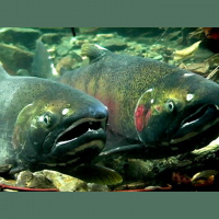 G-20 Edition: Dam Free Radio Klamath River, CA