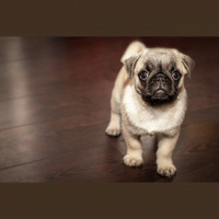 227: SE2 2020 Podcast - Episode 2