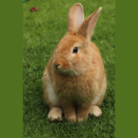 221: SE2 2019 3rd Podcast for 8th March 2019