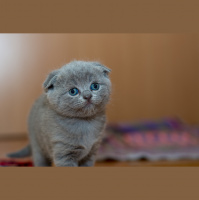 220: SE2 2019 2nd Podcast for 1st March 2019