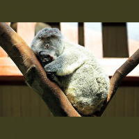 223: SE2 2019 5th Podcast for 22nd March 2019