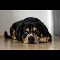 219: SE2 2019 Podcast for 22nd February 2019