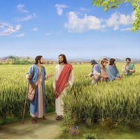 Matthew chapter 12 Nov 2nd lap 1