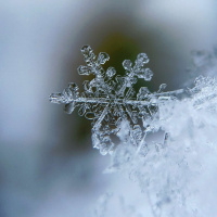 Live til Five - Snow