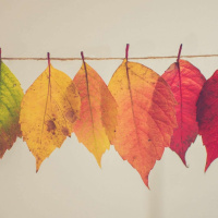 Live til Five - Autumn