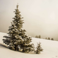 Live til Five - Christmas, Advent