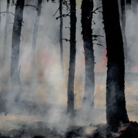 Live til Five - Disaster