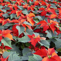 Live til Five - Christmas Greenery