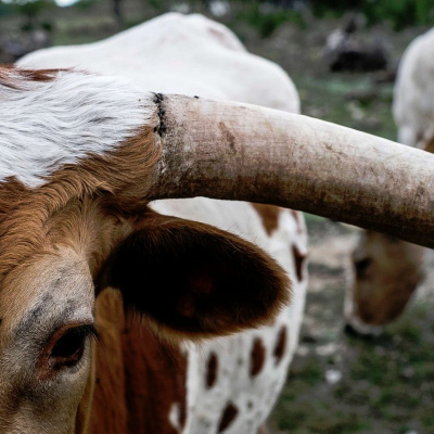 Latest: Harvest Family Radio