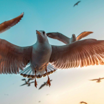 Latest: Harvest Family Radio