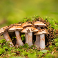 Is mold alive? A look at fascinating fungus