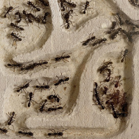 Ants: Whos in charge here?