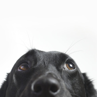 Do dogs know theyre dogs?