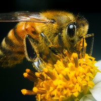 The buzz on bees, pt. 2