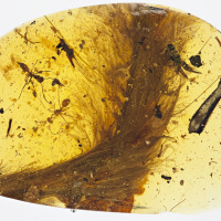Dinosaur bones: How do we know their age?