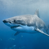 Shark teeth: The sharp bits of a squishy animal