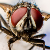 Flies on a bus, space elevators, and other brain benders!