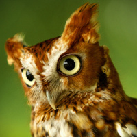 Owl about Owls