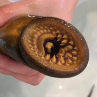 Curio: Vampire of the Great Lakes