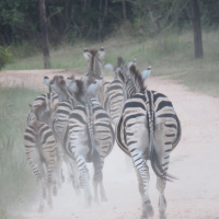 Animal farts: A mighty wind