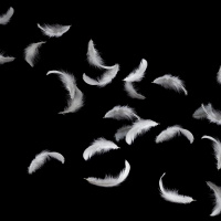 What happens if you drop a feather in space?