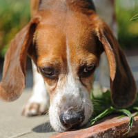 Dogs: Whats the secret of their sense of smell?