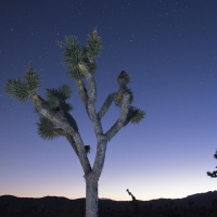 Surviving the desert at Joshua Tree National Park