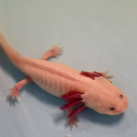 Healing skin and regrowing limbs: The science of regeneration