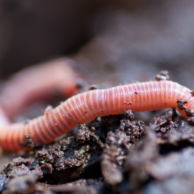 Brains On! Science Podcast For Kids
