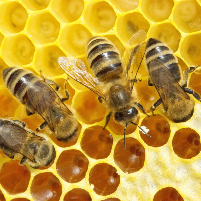 Brains On! Science Podcast For Kids