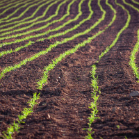 What is the bioeconomy in the NE of England? Professor Daniel Parsons explains