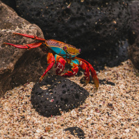 Plastics in the Pacific: an archipelago under threat | Katie Deakin and Georgie Savage