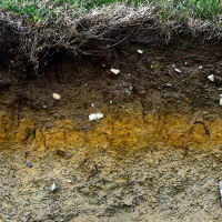 Why are soils essential? Dr Daniel Evans answers