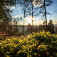Forests and the carbon cycle with Professor Rob MacKenzie and Professor Jerry Pritchard