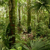Dr Roucoux and the tropical peatlands of Peru