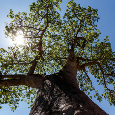 Rgs-ibg Ask The Experts