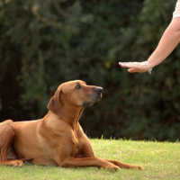 Training Your Dog Is Tough - John Derringer - 09/03/16