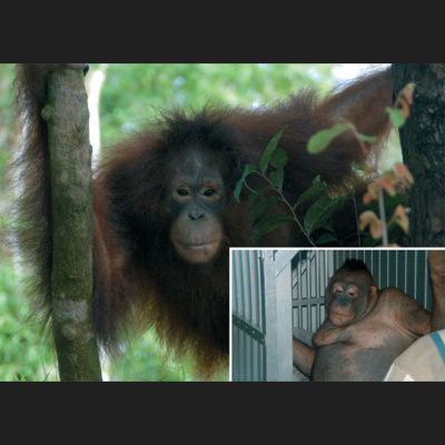 Pile Of Shame Pc Podcast